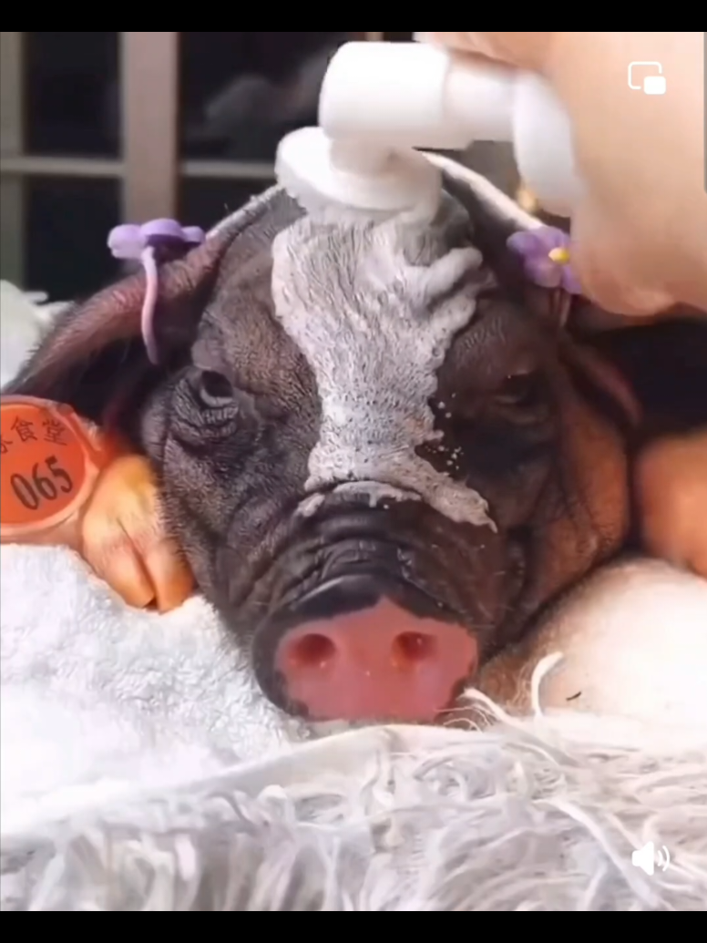#fyp #foryoupage #foryou #viral #funny #funnyvideos #funnyvideo #viraltiktok #viralvideo #fy #fypage #goviral #tik_tok #tiktokviral #videoviral #cute #animals #animal #animalsoftiktok #food #pig #fyppp #fypppppppppppppp #fyyyyyyyyyyyyyyyy #fyy 