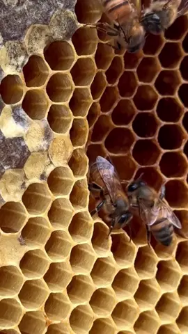 Why do you feel a boost of energy when you get stung by a bee? #beevenomtherapy