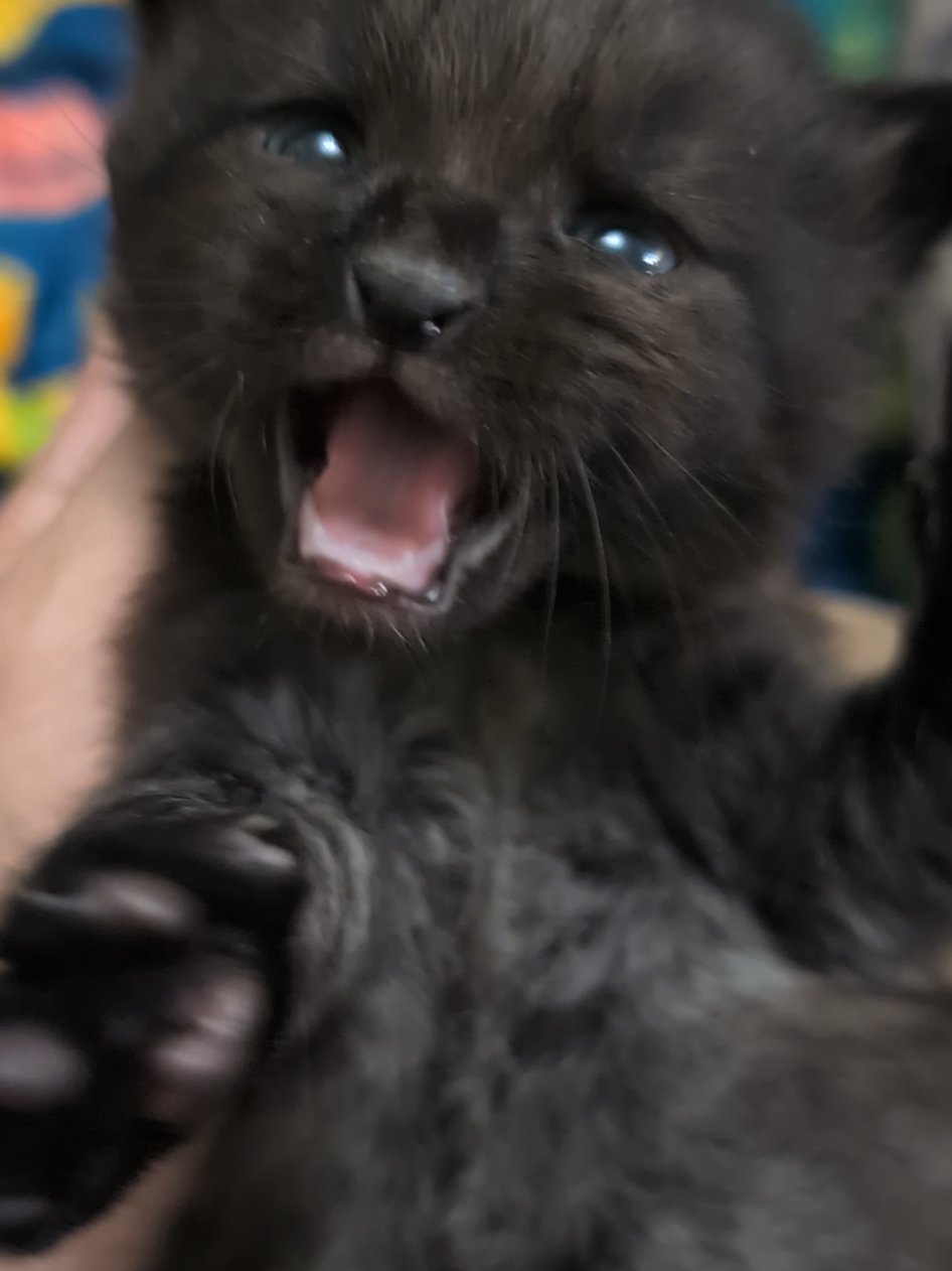 #itsy #cutekittens #LuckyYouAnimalRescue #tiny #animalrescue #fosterkittens #adorable #meow 