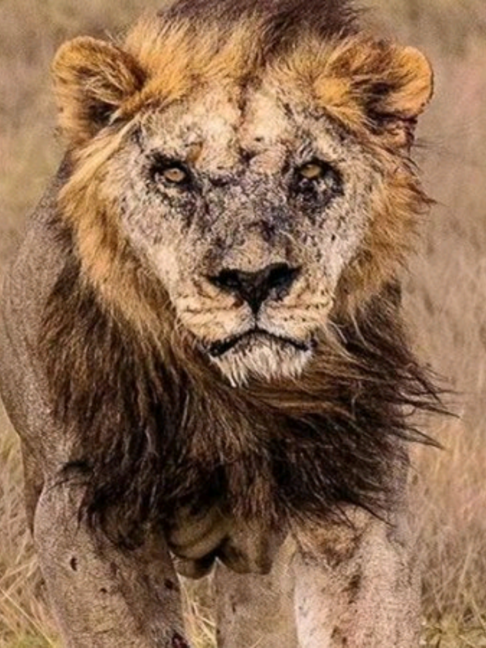 🦁❓ poor lion Sorry, King of the Jungle, but it's true. Power isn't always on your side. #fyp #furyou #funnytiktok #lion #🤣🤣🤣🤣🤣🤣🤣🤣🤣🤣🤣🤣🤣🤣🤣🤣 
