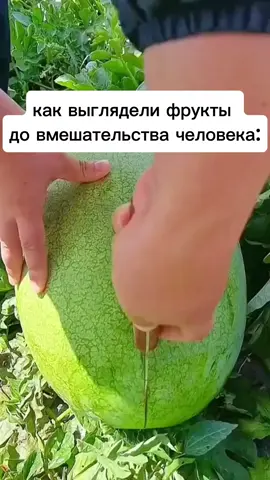 дикий огурец #fyp #or #viral #elbruso #video 
