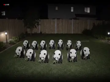 Caught on Cam: Panda Kung Fu 🐼 #asmr #aiasmr #surreal #oddlysatisfyingvideo #satisfying #oddlysatisfying #homecamera #panda #kungfupanda #kungfu 