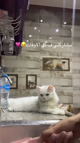 #قطط_لطيفة #قطيتي😹😻 