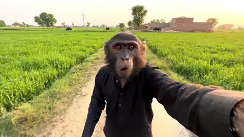 Tag Kaami Dosto 🤣🤣🤣🤣 #monkeyvideos #karachiboy #pakistan #karachi #desivlog #tiktok #viral #monkeyvlog #fyp #foryou #foryoupage #ai #aivideo #ve03 #monkey #familyvlogs #familyvloggers #familyvlogging #savage