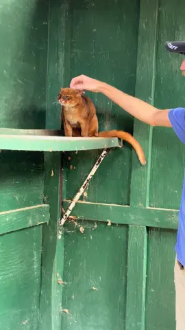 This is our grump but beautiful Jaguarundi