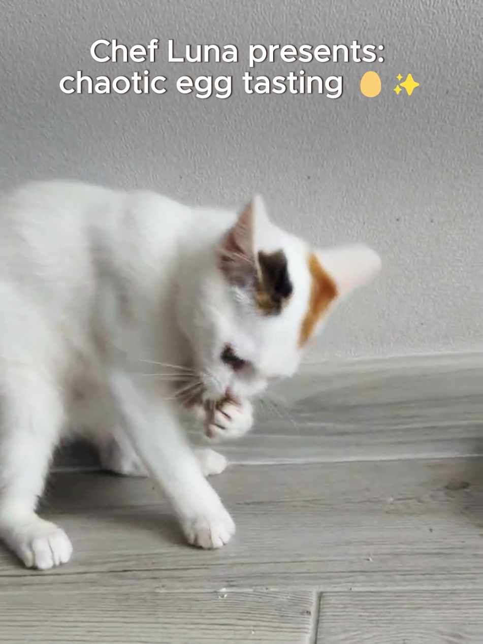 She asked for eggs. She didn’t say how she’d eat them.  😼   #lunathecat #catvsfood #funnycat #eggchallenge #chefcat  