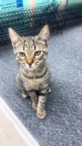 Tony Montana is so freaking cute!! #animallover #randomcatatthestore #cats 