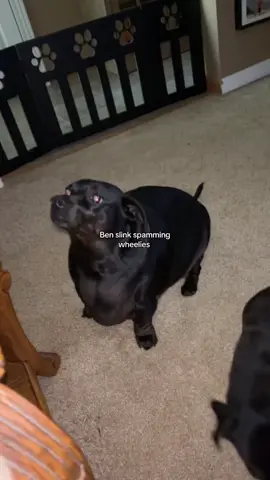 #benslink #dog #dogsoftiktok 