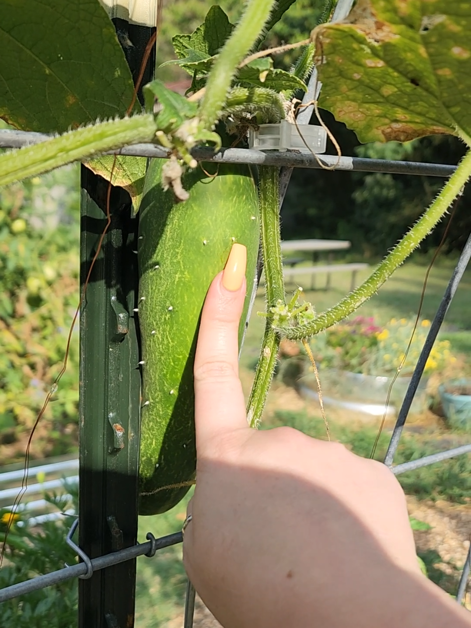 it grew into the panel! #cucumber #catlepaneltrilles #garden #tennessee #zone7b 