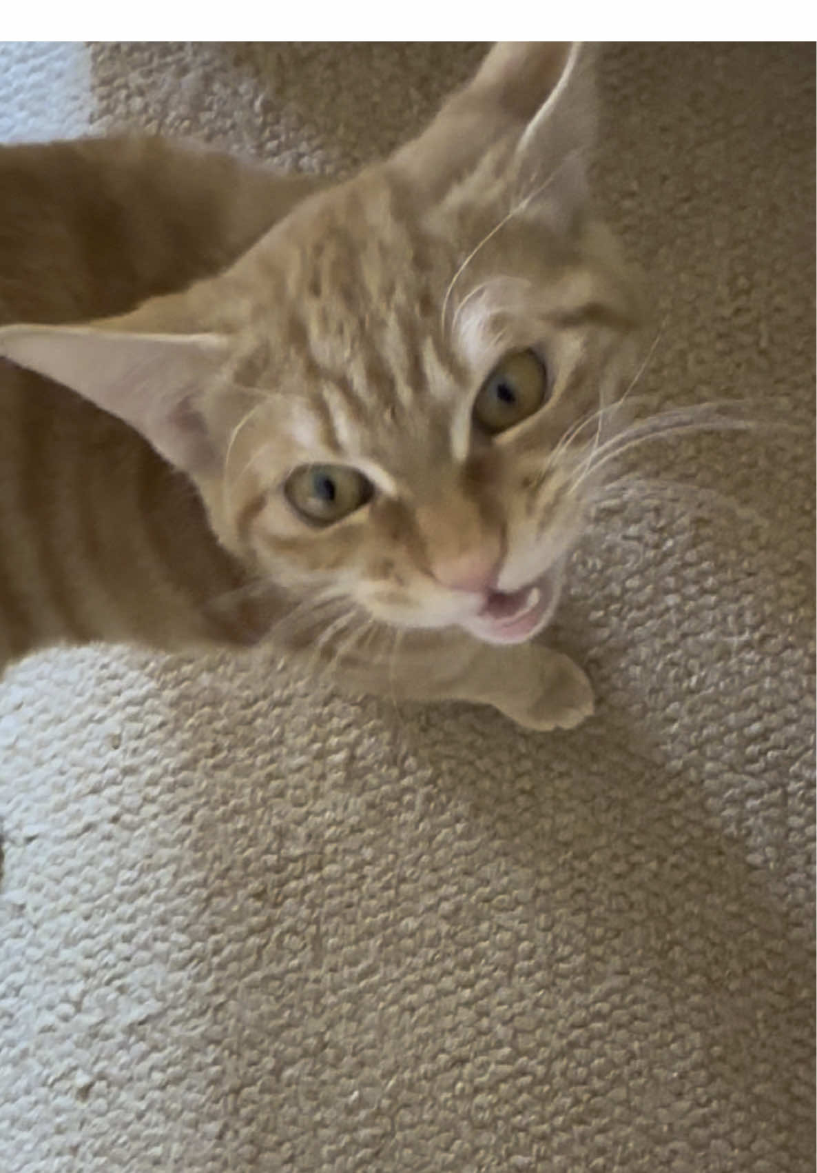 所以它喵喵叫是啥意思 #kittycat #kittylover #kittys #kitty #cat 