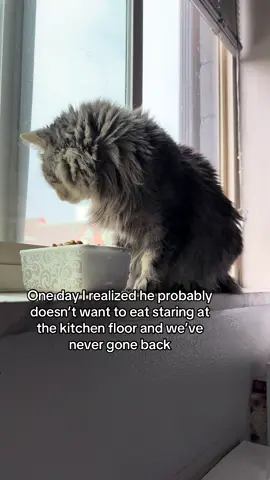 Sebastian won’t even touch his kitchen bowls anymore #cat #kitty #kittycat 