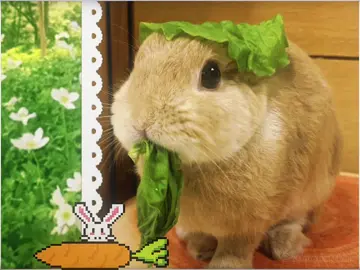 🐰 @𝘈𝘕𝘛𝘏𝘖𝘕𝘠 @r᥆ᥕᥲᥒ @✸✶✸ @﹒ ﾟ ꒰  calico ྀི  #fyp #bunny #rabbitsoftiktok #rabbit #viral  