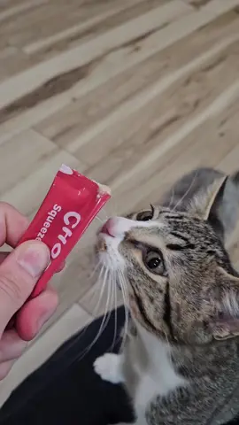 it was our first time trying the new squeeze sticks.. needless to say- they LOVE it  #choolip #squeezesticks #kittensoftiktok #broccoliandpesto 