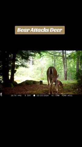 #fyp #foryoupage❤️❤️ #foryour #foryourepage #fyppp #fypageシ #viralvideos #viralvideotiktok #viraltiktokvideo #trendingviralvideo #animal #animalsoftiktok #bear #bearsoftiktok #deer #deertiktok #attack #prey #nature #circleoflife #omg #crazy #scary #aww 