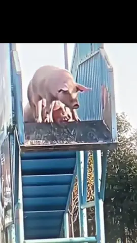 ####😂😂😂😂😂😂####funnypigs## ####jumpinginwater############ ######dancingemotepigs########