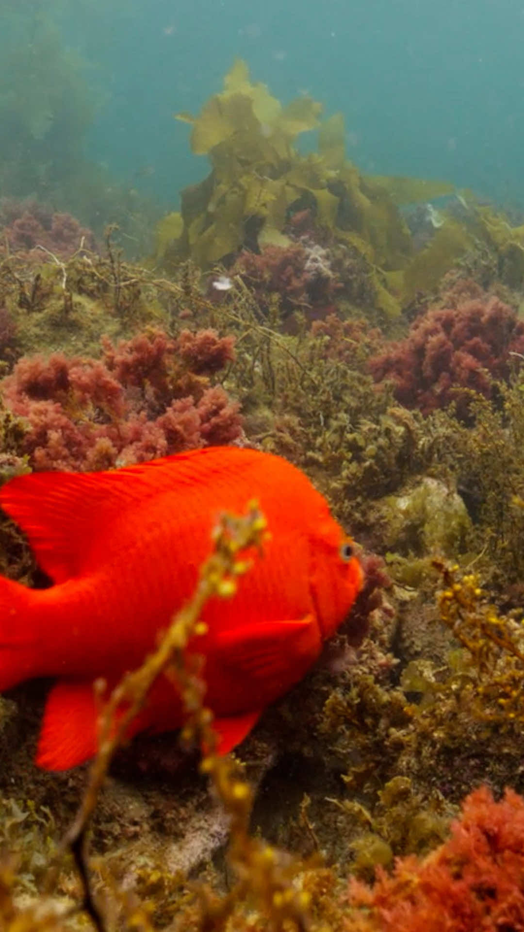 At Monterey Bay Aquarium, we’re proud to partner with State Senator Catherine Blakespear on bold plastic reduction policies. We spoke with Senator Blakespear about why we need to break up with plastic for good!  We can make a world without plastic that’s healthier for people and our ocean planet. Don’t miss this last day of Plastic Free July to learn how you can make a difference in reducing plastic waste.  Sign up for our ocean action emails in our bio to stay informed about plastic legislation like SB 54 in California and the upcoming global plastics treaty that can have a bigger impact on the entire system of plastic production.                                     #MontereyBayAquarium #PlasticFreeJuly #AquariumTalk 