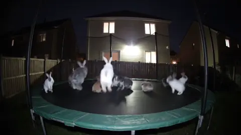 I checked my home security cam and caught all of these guys on the trampoline… glad they’re enjoying it! LOL @Ring #bunnygirlsenpai #ringdoorbell #ring 