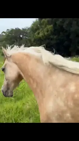 🐴 #horsetok #xcyzbca #xcyzba #fyp #fypdong #horse #shitpost 
