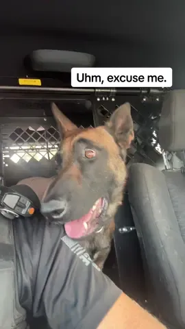 Forever! #k9 #k9unit #k9softiktok #fyp #foryoupage 