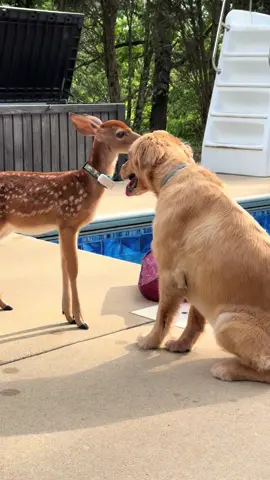 #GoldenRetriever #hike #cats #dogs#catsofinstagram #chickens #hikingcats#Nature #deer #duck #trails#animals #fyp #funny #hike #Hiking #trails 