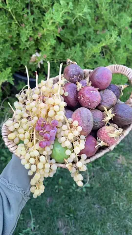Passion fruit harvest + what I made with them 😋 (possets, loaf cake, + juice) #growyourownfood #gardentotable #organicgardening #gardentok 