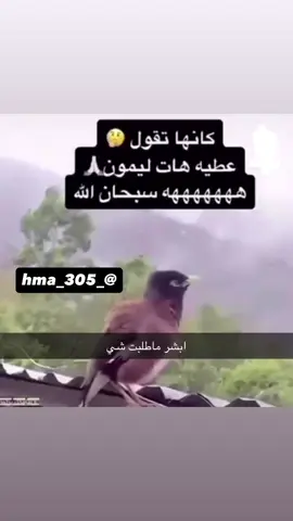 كانها تقول😳عطية هات ليمون☺️هههههههههههه سبحان الله😅❤️