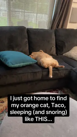 Volume up to hear the snores 🔊😭 #RoadTo19M #Pubity #cats #cat  (via ViralHog)