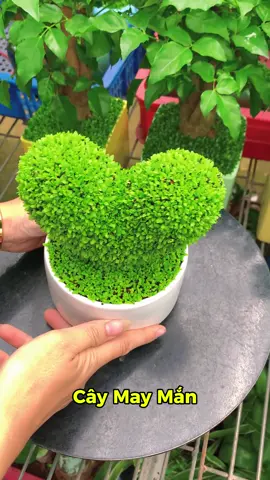 Cây may mắn hình trái tim #caymayman #caycanh 