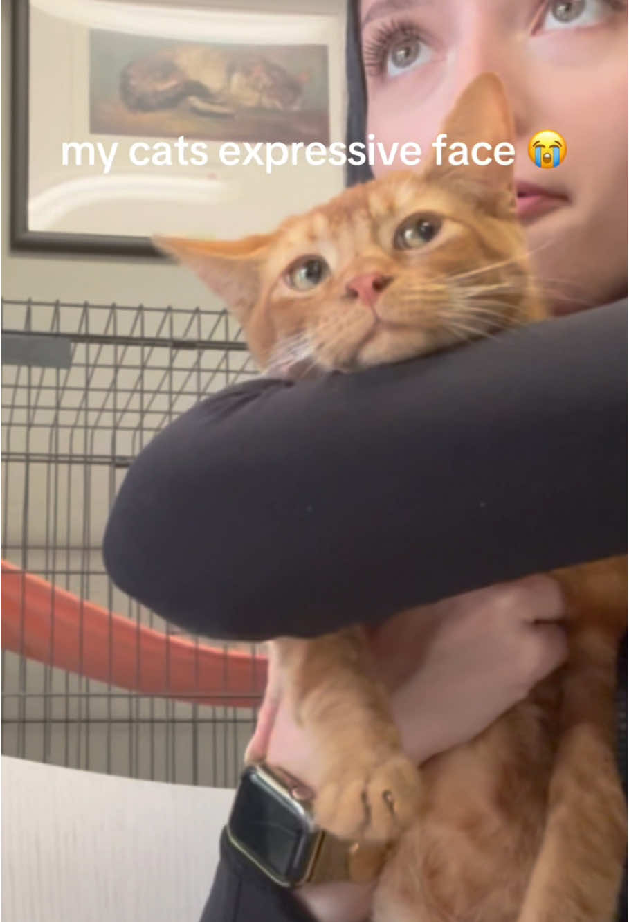 The cat’s gaze #cat #cats #interesting #catlover #fyp #viral #foryou 