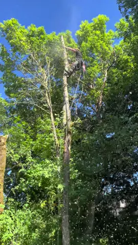 Precise 👌 #portland #professionalservices #reels #fyp #treeremoval #trending #kingstreeservice #beaverton #treeclimber 