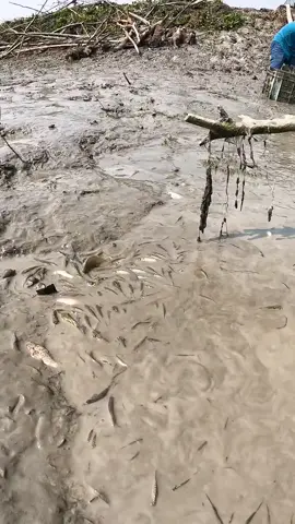 lấy cái rổ dùm ní ơi  #cá #fish #anhnôngdân #miềntây #xh 