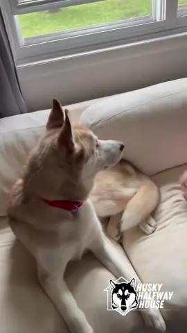 Hey everyone, Jenni here, I visited Arlo tonight for the first time since I took him to his new home . If you recall, we rescued him from the Downey Shelter back in January.  I’ve been visiting my Halfway Huskies for years. And there’s always a very high probability that they’re going to be very nervous seeing me again wondering if I’m going to take them away from their families.. here’s what that looks like.. 😭 Arlo. 😍  Big news guys! A very generous donor all the way in New York, has extended our match by another $20,000. 😱. In addition to Nancee’s match bringing our matching donations to $71,000.  We did meet the first match! We hit that $50,000 mark tonight. We cannot thank you enough for your support. 😍 We’ve been given another $20,000 match, so that we have an opportunity to continue to support ourselves until we get our number down to 100.  As soon as that happens, I’m going into Riverside and doing some rescuing.  For now, we need big-time help with this $20,000 match! We have till next Friday night at midnight to reach our goal, so we can pay the contractor with the money we already have.  But in the meantime, I’m just gonna be up here begging you to buy a ticket for the ninja swirly. It’s an ice cream machine, guys.. icecream… and we are broke. So if everybody just bought one ticket, instead of being broke, we’d be rescuing!!  Here is the link.. just buy one more please. I need to sell 1000 and I need to sell them now, I got bills to pay and the money coming in needs to go to construction so we can pay bills later. Help! https://www.huskyhalfwayhouse.org/product-page/creami-dreami #supportrescue #huskyhalfwayhouse #halfwayhusky #FYP #huskiesoftiktok #huskyrescue #becauserescue #donorsrock #supportH3 #fypage 