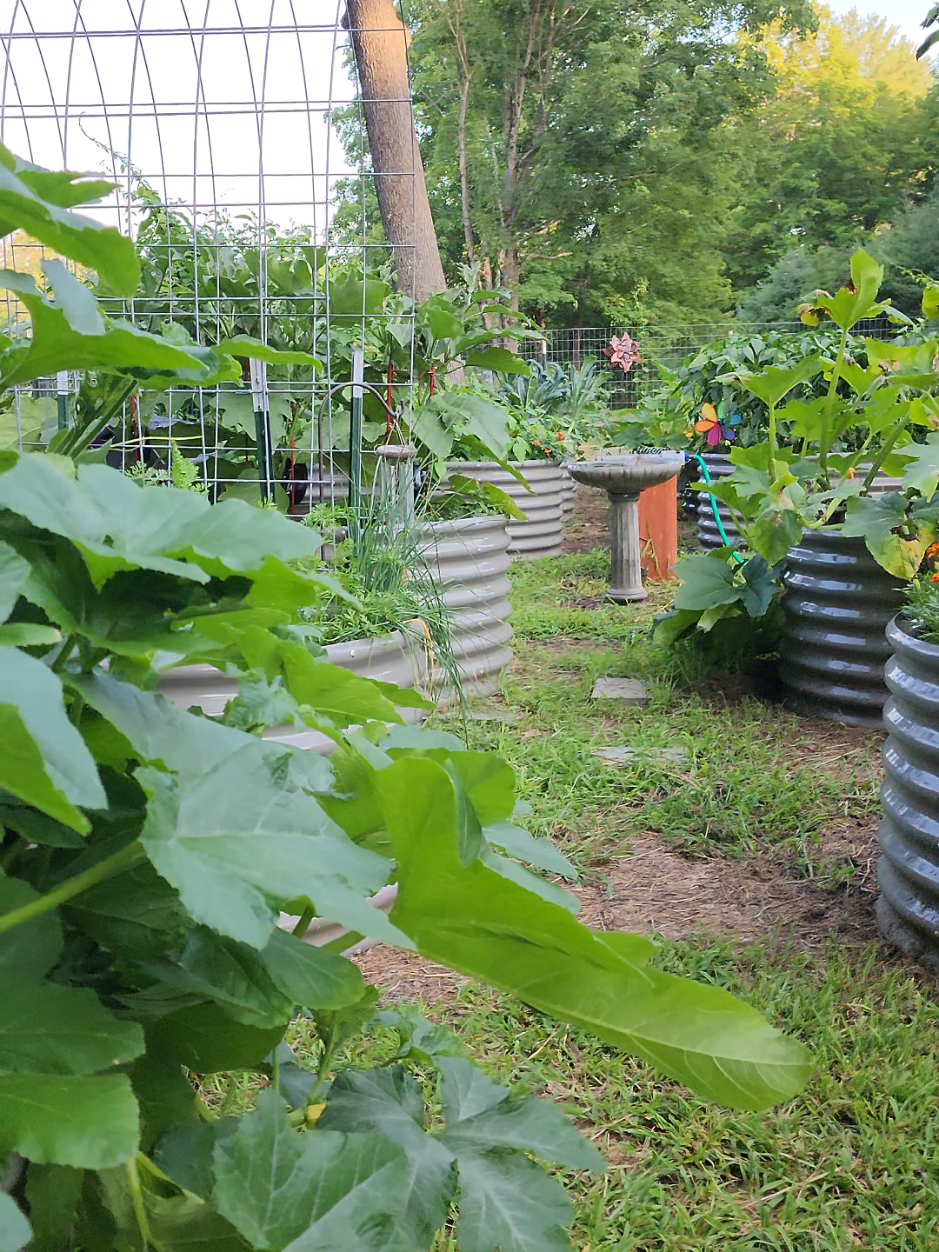 & before you come for me, I am aware most of these are upfront costs, Susan 😜 #vegetablegarden #gardentok #growingfood #growingfood #gardening 