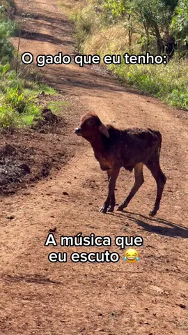 O pobi 😂😂  @andersonSerodio  #humor #pecuaria #gado #boi #roça