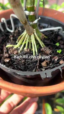 Kích rễ cho cây lan đơn giản #denrochop #hoalan 