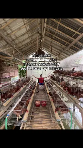 benerkah kawan ?! #pertenakayam #ayampetelur #bosmuda #lele #sukses #zanna #reni #ayampetelurindonesia #dimas #diki #ayam #usahaayampetelur #pertenakmuda #pertenakmuda #foryou 