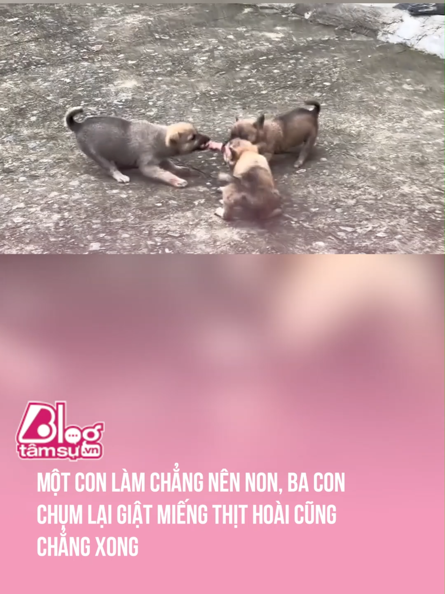 Tích tiểu thành bại 😒 #tqdshni #btsmedia #blogtamsu #discovery #khampha #video #viral #videoviral #trending #xuhuong #clips #facts #fact #khoanhkhac #explore #exploration #explorer #funny #funnyvideos😂 #cute #cutedog #moment