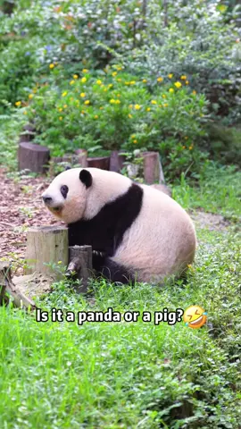 Funny panda🤣🤣 Do you want to be a panda?? #funny #panda #funnyvideo #tiktok #fyp #Foryou #cute #haha #core #usa #Love #pet #fpy 