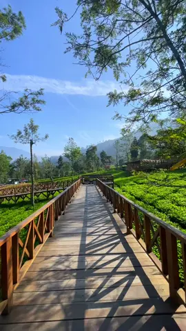 Aku & Kita . . #kebunteh #kebuntehtambi #kebuntehwonosobo #kebuntehdieng #dieng #wisatadieng #wisatawonosobo #kawahsikidang #candiarjuna #telagamenjer #viral #fyp #fypシ #wisatajateng #sikunir #sindoro
