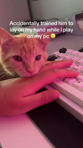 How am I supposed to play under these conditions #cats #kittensoftiktok #kitten #kittens #cat 