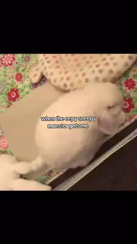 bunbunnnmmmpfpfhsilobebunnysss (GET ME VIRAL UGFH)  #bunny  #foryou #fyp #foryoupage #foryou 
