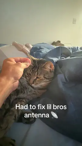 Did lil bro earn a treat?➡️#aliencat #gnarpy #lilbrorufus 
