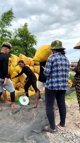 Cân lúa #mientayquetoi #lua #fyp #xuhướng 