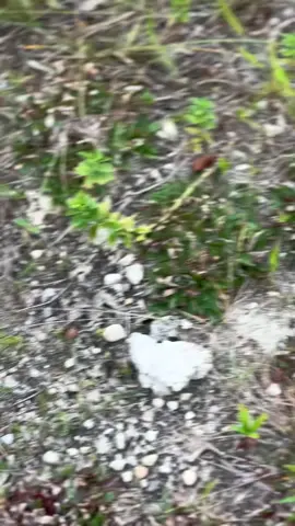 #platktiniboss #platbm_official🏁 #fyp #deluxegank💫 #platkt #beatdeluxe #beatdeluxektstyle 