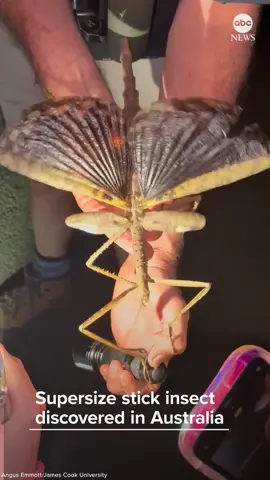 Scientists have discovered a giant new species of stick insect in Australia, which is over 15 inches long and researchers say may be the heaviest insect in the country. 😣 Via ABC News