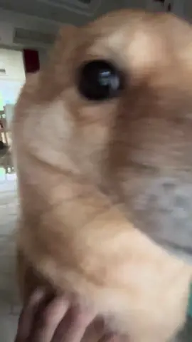 #fypシ #tiktok #cute 