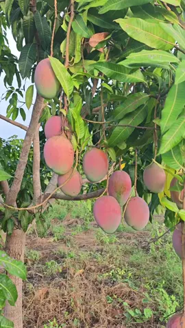 #mangos #mangokeitt #mango #mangosramos #campoguerrerense #campomexicano #productor #agricultura #costagrande #guerrero #tododemango #mexico 