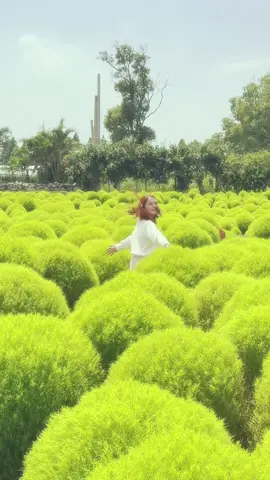 Hello, August 👋🏻 📍Zhongshe Flower Market, Taichung  #taiwandiaries🇹🇼 #fyp #zongsheflowermarket 