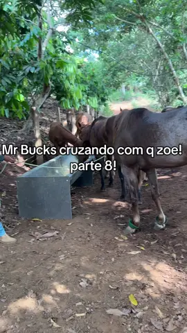 Mr Bucks cruzando com q zoe!  parte 8!#LIVEIncentiveProgram #LIVEIsEasy #PaidPartnership  #cavalo #egua #quartodemilha 