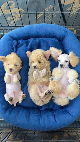 Lại là bộ ba đáng iu đây ạ  🐑 🦎 🦁 .#poodle adorable trio❤️